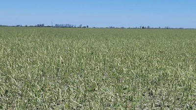 La tormenta de Navidad dejó 50.000 hectáreas 