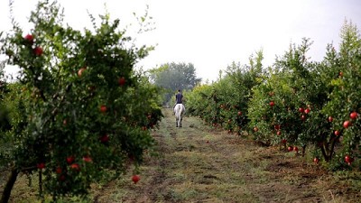 El desafío de plantear fruticultura como alternativa de negocio en la pampa húmeda