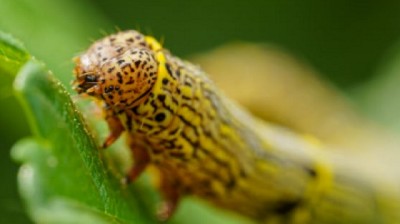 Informe de Plagas Principios de Enero 2024