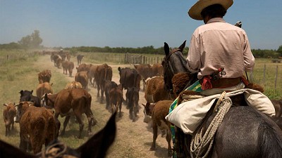 Escenario Ganadero: menos oferta, demanda interna con poder de fuego, y exportación en espera...