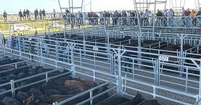 Un mercado de competencia casi perfecta que, sin intervenciones, encuentra rápidamente su equilibrio