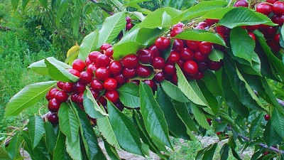 Cerezas patagónicas: un impulso a los saberes locales