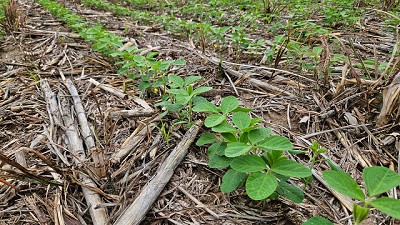 Cayó la calidad de la semilla de soja y afectó a la implantación del cultivo en Córdoba
