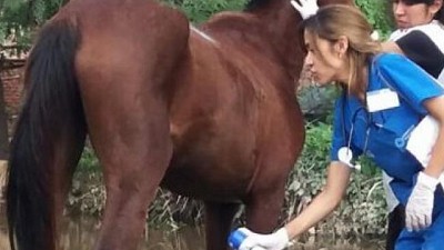 Encefalitis equina: cómo prevenir la aparición del mosquito vector de la enfermedad