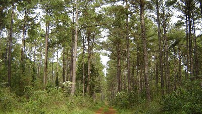 La Ley Ómnibus y los mercados de carbono en Argentina ¿Vamos por el camino correcto?