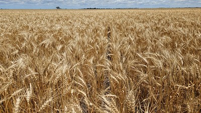 Córdoba. Finalizó la campaña invernal y se habrían producido 1 millón de toneladas de trigo y 23 mil de garbanzo