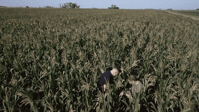 Fitotoxicidad: cómo recuperar el maíz