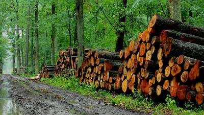 FAIMA convoca a la industria de la construcción a elegir más madera
