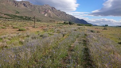 Utilizan plantas nativas para recuperar sitios afectados por actividad petrolera