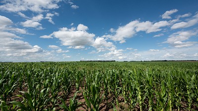 La cosecha de soja en Brasil podría dar un empujón a los precios; por Manuel Avarado Ledesma - Agrositio