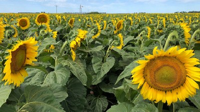 Lluvias sobre los núcleos mejoran la condición de los cultivos de gruesa