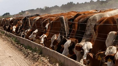 Caen la reposición en los feedlots y las pérdidas siguen siendo elevadas