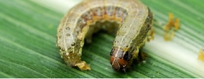 Zona Central: Alerta en los cultivos extensivos por plagas en soja y maíz 