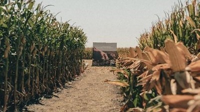 Siembra de segunda: cuáles fueron los maíces elegidos en el sudeste bonaerense