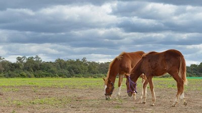 Encefalomielitis equinas: Senasa estableció la vacunación obligatoria en todo el territorio