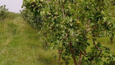 Membrillo: cómo lograr un cultivo con calidad distintiva