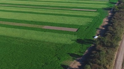 Cuantifican el impacto de los cultivos de cobertura