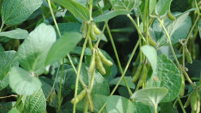 Con Sembrá Evolución, DONMARIO crece y se supera 