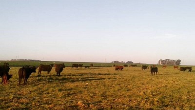 El Mate, la empresa que se convirtió a ganadería regenerativa produciendo y capacitando