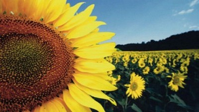 Girasol: el cultivo que desafió el peor año del agro argentino