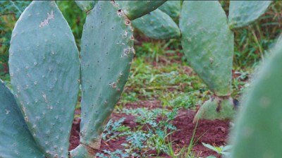 Tuna forrajera, una aliada en épocas de sequía