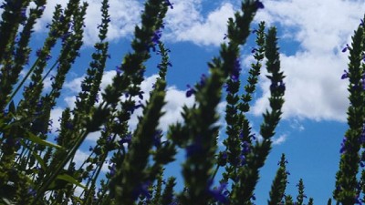 La chía resurge como oportunidad productiva en el NOA