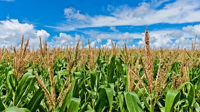 Estrategias de éxito en cultivos de maíz: tecnologías y productos de BASF