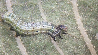 Ante la alta presión de insectos es crucial la estrategia de monitoreo