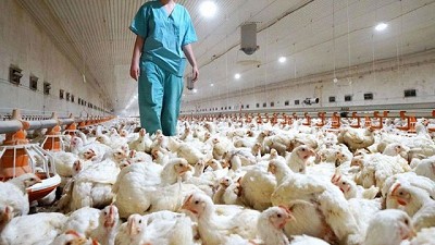 Influenza aviar: La importancia de la bioseguridad y de la notificación inmediata