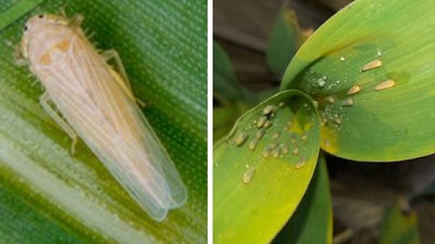 Con la mira en la chicharrita del maíz