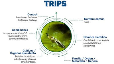 Aprendé sobre la devastadora plaga Trips Franklianiella y cómo combatirla