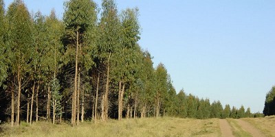 Jumbo colabora con la reforestación en Córdoba: más de 500 árboles nativos nuevos en la zona