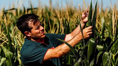 Híbridos sileros con mayor digestibilidad, clave en planteos ganaderos de punta