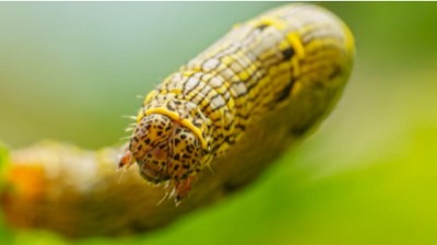 Informe de Plagas Febrero 2024