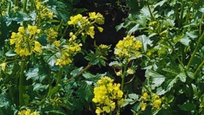 Tucumán: Evalúan la mostaza como control de patógenos en cultivos