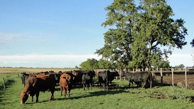 Publican la primera declaración ambiental de un bovino en pie