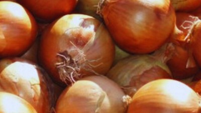 Cultivo de cebolla: el desafío de mejorar el trabajo rural