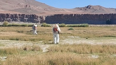 Tucuras: Es clave el monitoreo y control temprano de los productores