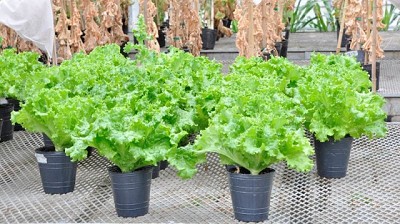 Se autorizó al INTA a realizar ensayos con lechuga para obtener una variedad mejorada