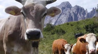 El aumento de costos y la burocracia ponen en riesgo las lecherías de altura en Italia