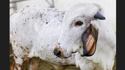 Con edición génica, crean un ternero resistente a la diarrea viral bovina