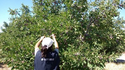 Cuyo: Ya se exportaron a Brasil más de 129 toneladas de uva y ciruela en fresco sin bromurar