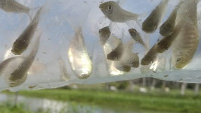 Cultivan peces y camarones para controlar poblaciones de mosquitos