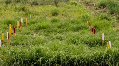 Mijo verde: qué tener en cuenta para optimizar su crecimiento