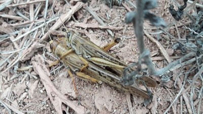 Langostas: Se declaró alerta fitosanitario para controlar y evitar su crecimiento y dispersión