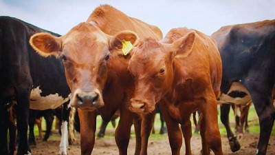 Suplementar al ganado con burlanda mejora la calidad nutricional de la carne