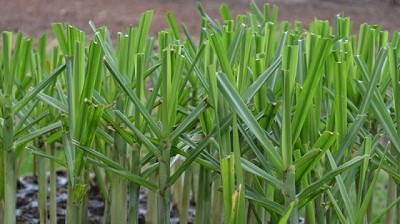 Agricultura aprobó nuevos ensayos de una caña de azúcar genéticamente modificada