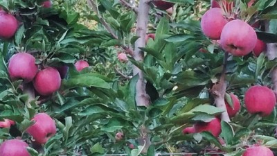 Innovación para una fruticultura más eficiente