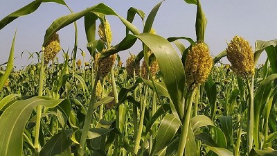 Sorgo en la rotación: Versatilidad y sostenibilidad, todo en uno