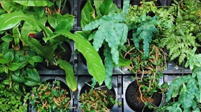 Paredes naturadas: cómo sumar espacios verdes en entornos urbanos